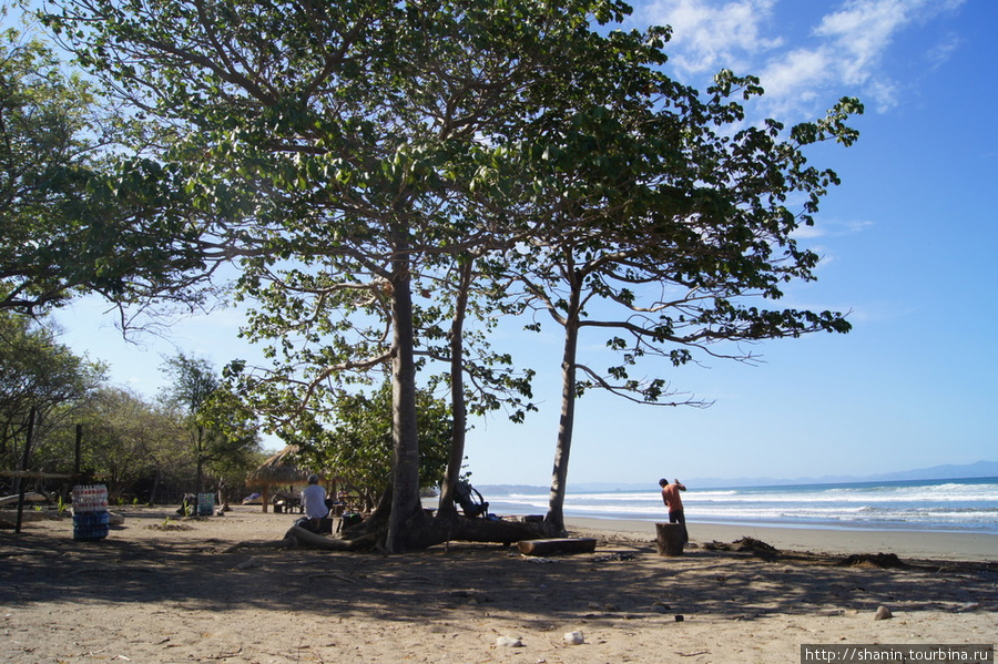 Дерево на пляже Хермоза Сан-Хуан-дель-Сур, Никарагуа