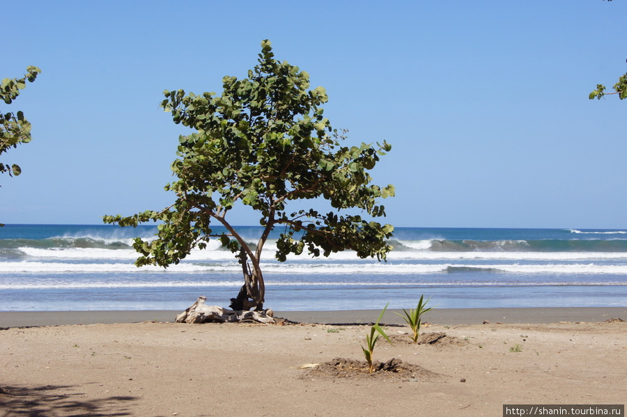 Дерево на пляже