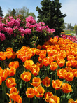 Тюлпаны и рододендроны (цветок штата Вашингтон) — красивое сочетание.
