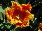 мохнатый тюльпан