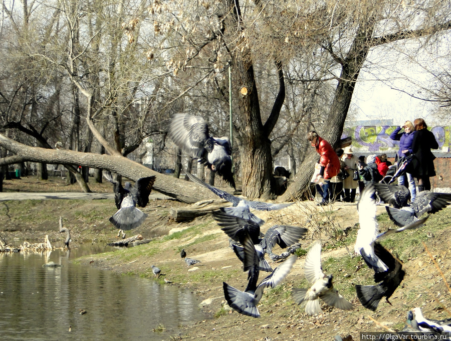 У пруда в парке пионеров гуляют мамаши с детьми. Здесь всегда много голубей и уток. Екатеринбург, Россия