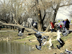 У пруда в парке пионеров гуляют мамаши с детьми. Здесь всегда много голубей и уток.