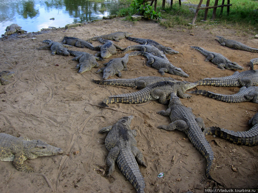 Крокодиловая ферма в Гуаме Национальный парк Полуостров Сапата, Куба