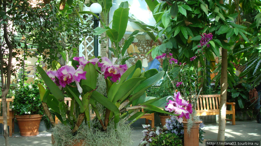 Оанжерея-холл встретила меня умопомрачительными орхидеями, и это было только начало. Федеральный округ Колумбия, CША