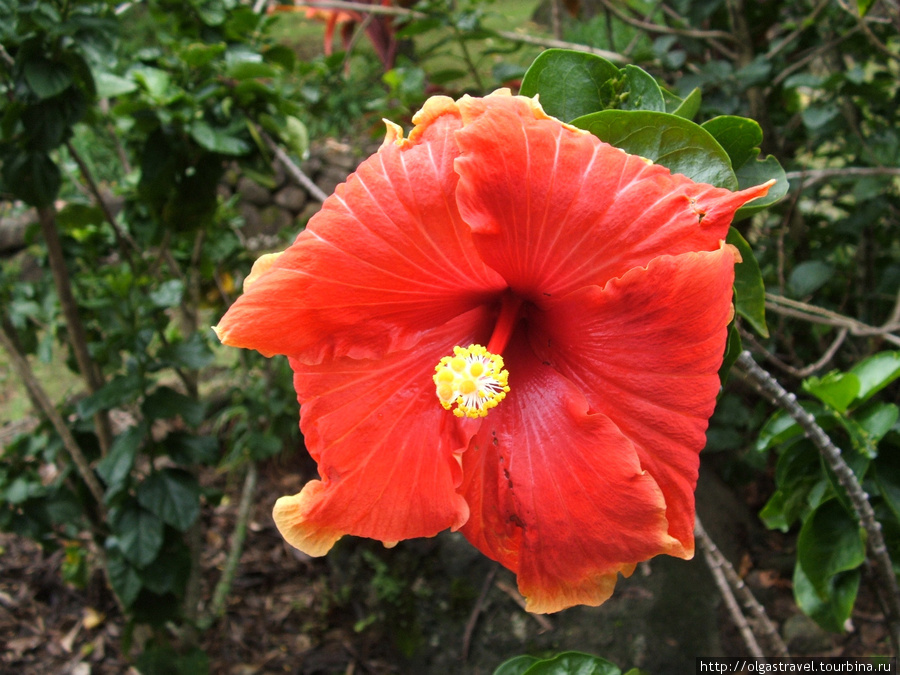 Гибискус — национальный цветок Гавайев Остров Кауаи, CША