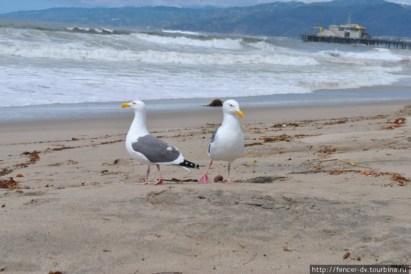 Жители тихоокеанских пляжей Санта-Моника, CША
