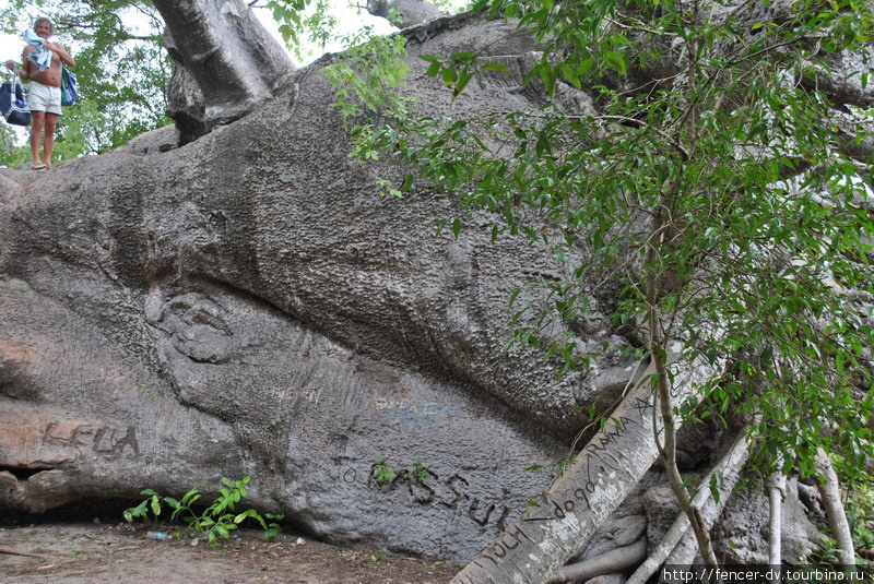 Вот как выглядит одна ветка баобаба в сравнении с человеком Танзания