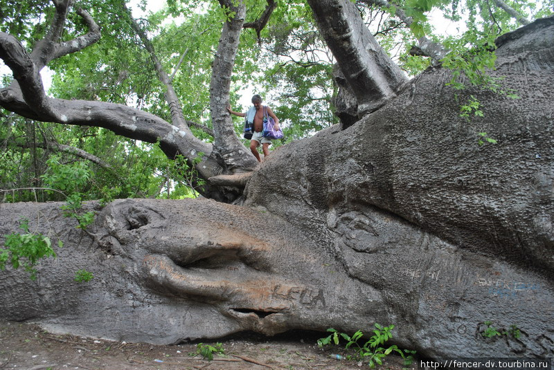 То ли туристы, то ли местные не стесняются вырезать на дереве надписи Танзания