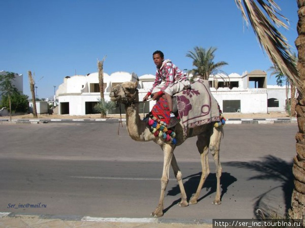 Верблюд на заработках Шарм-Эль-Шейх, Египет