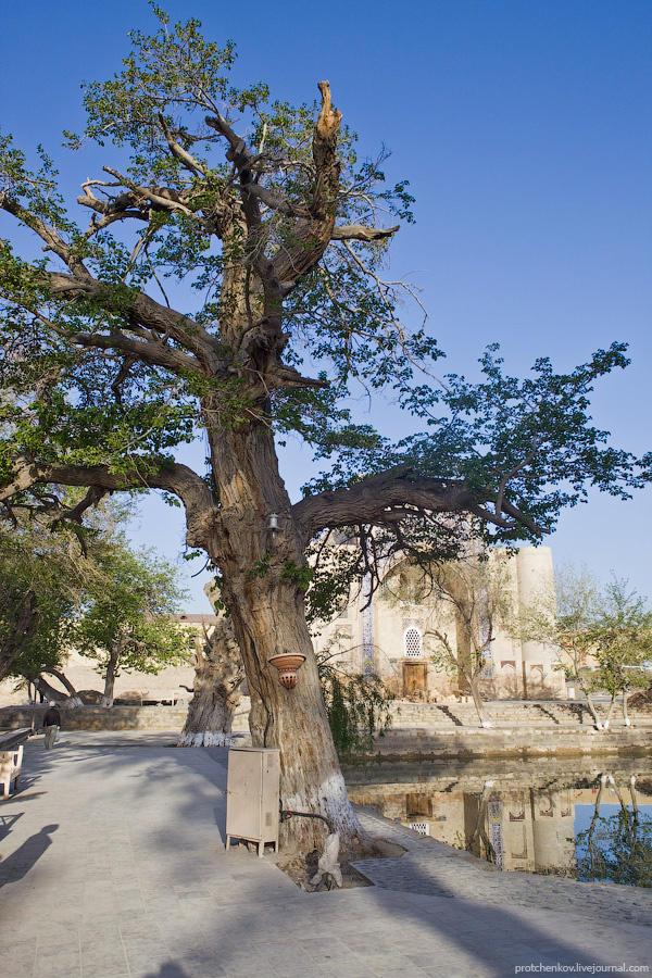 Очень старое тутовое дерево. Настолько монументальное, что к нему приставили распределительный ящик и повесили фонари. Бухара, Узбекистан