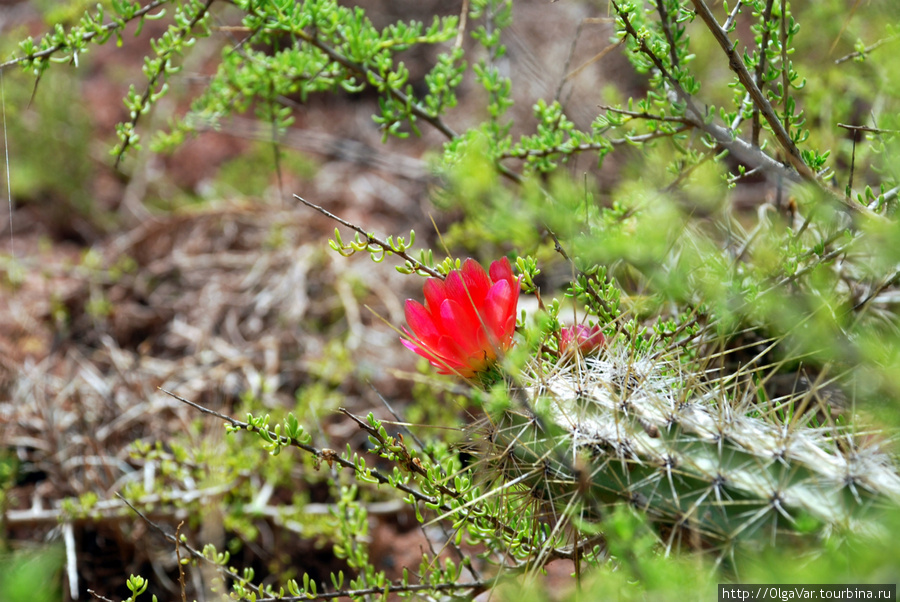 Растительность тоже есть в виде цветущих кактусов Урубамба, Перу