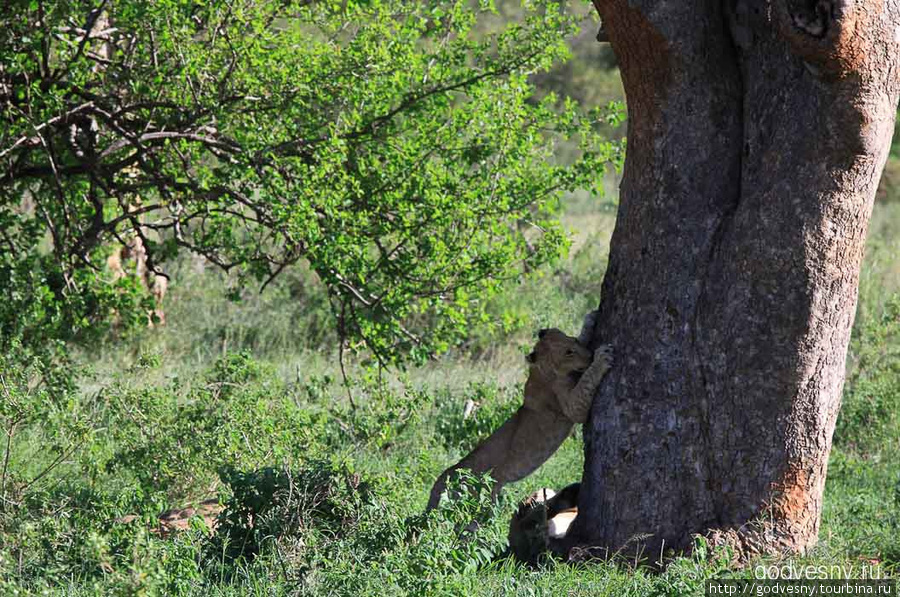 Львиная охота Масаи-Мара Национальный Парк, Кения
