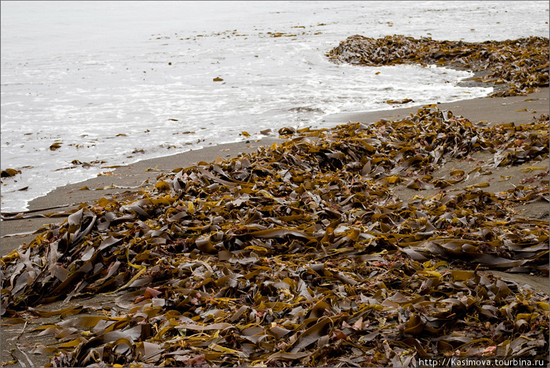 По берегам в обилии валяется морская капуста. Можно делать салат! :) Камчатский край, Россия