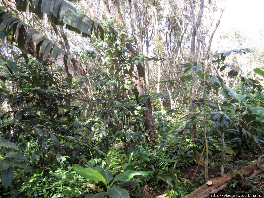 В зарослях при желании можно разглядеть кусты кофе Национальный парк Баконао, Куба