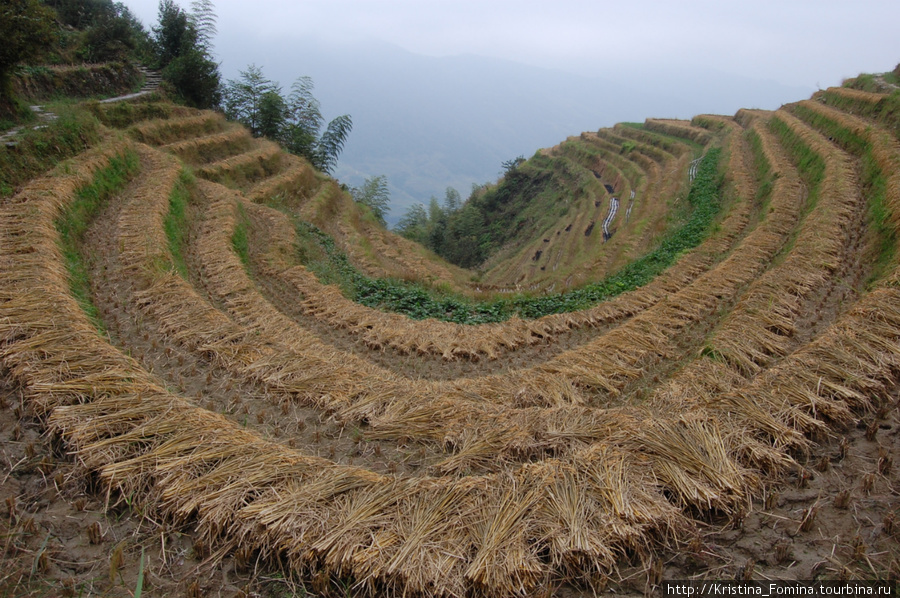 По рисовым террасам Лонгшень, Китай