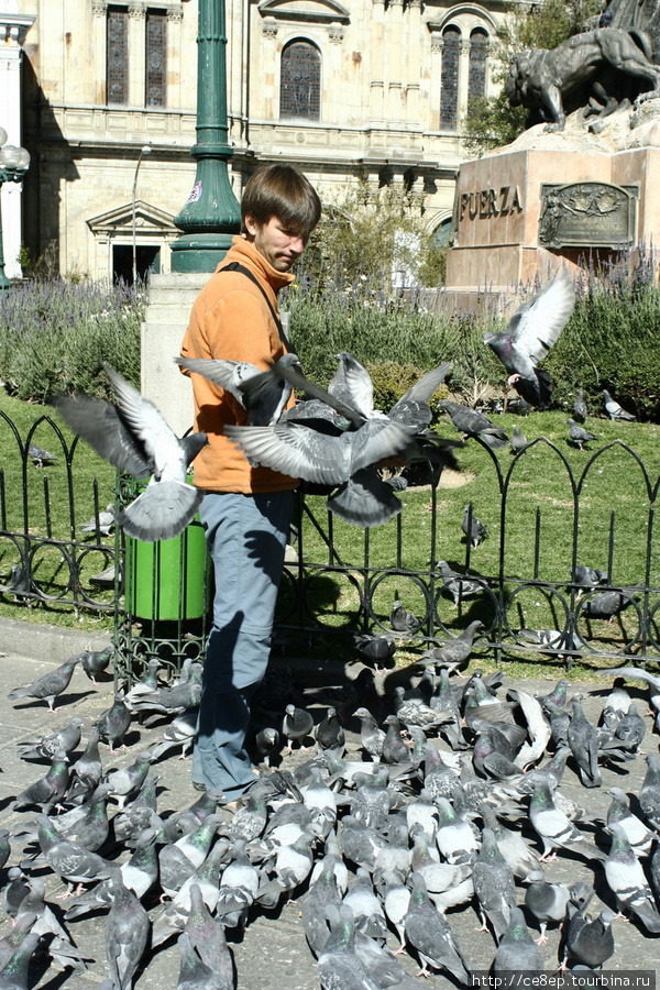 Покормить голубей перед президентским дворцом