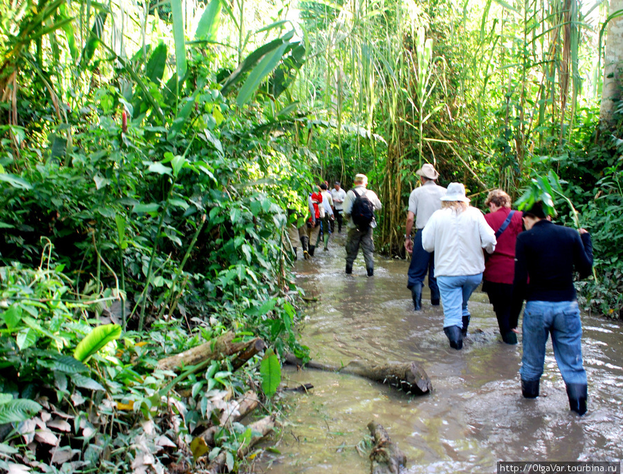 В джунгли за приключениями Регион Мадре-де-Диос, Перу