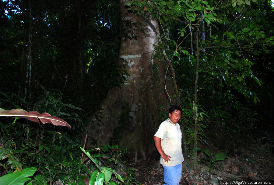 Некоторые деревья невозможно было обхватить Регион Мадре-де-Диос, Перу