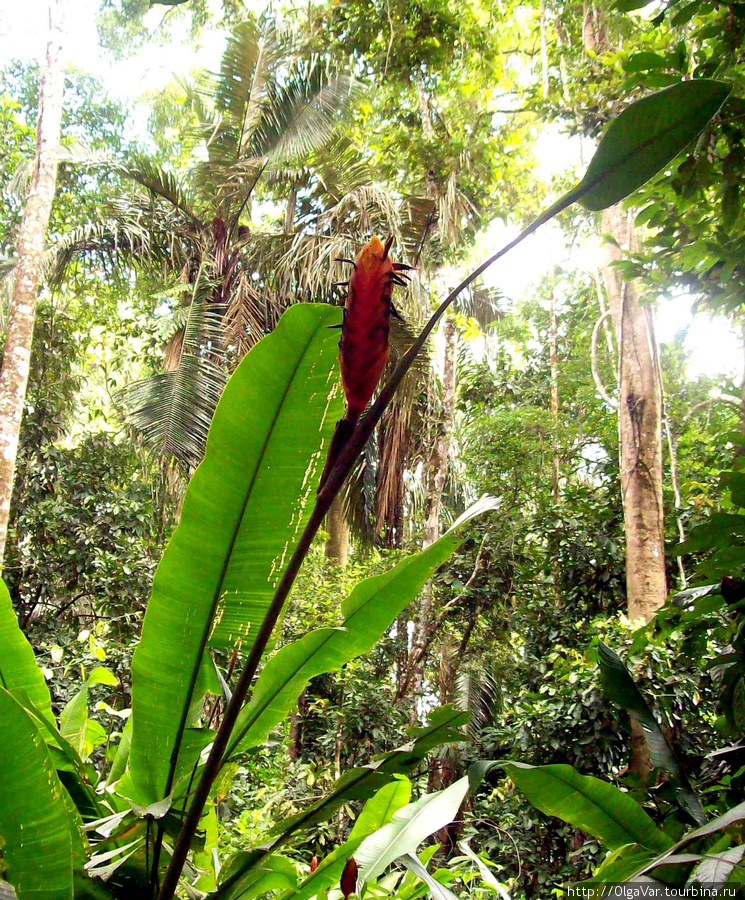 Джунгли — это царство экзотических растений Регион Мадре-де-Диос, Перу