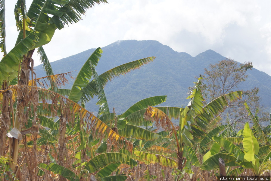 Банановая плантация и вулкан Консепсьон