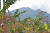 Банановая плантация и вулкан Консепсьон