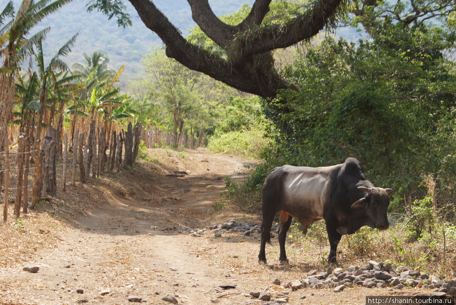 Корова на дороге Остров Ометепе, Никарагуа
