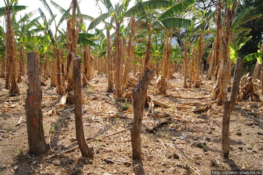 Банановая плантация Остров Ометепе, Никарагуа
