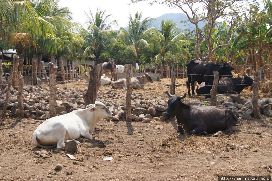 Коровы у дороги Остров Ометепе, Никарагуа