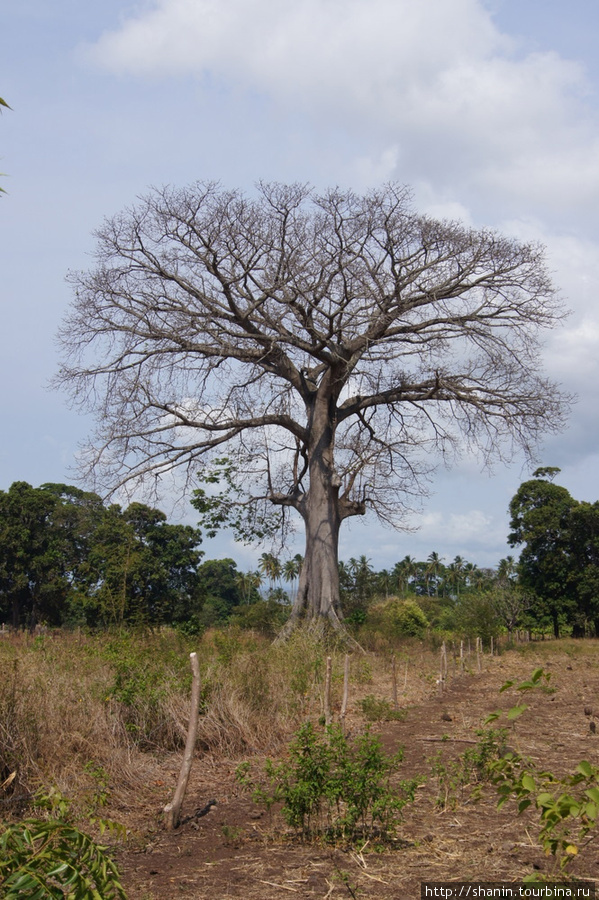Дерево у дороги Остров Ометепе, Никарагуа