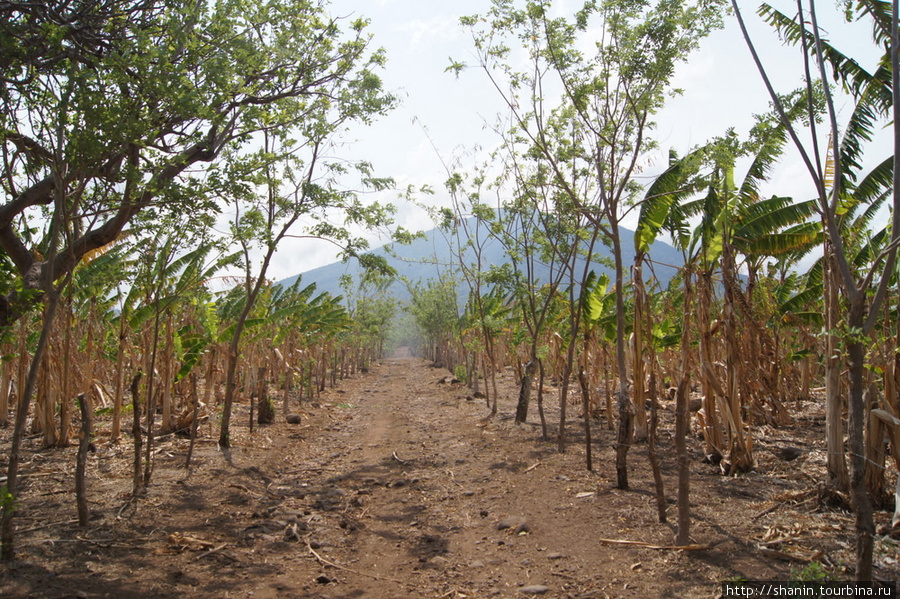 Банановая плантация у дороги Остров Ометепе, Никарагуа