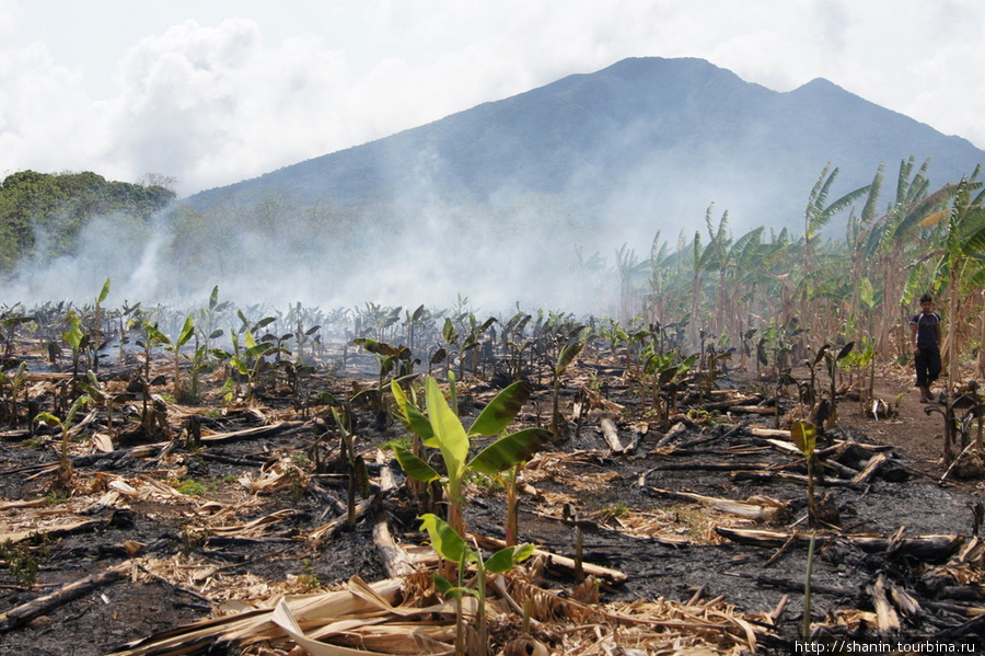 Пожар на банановой плантации Остров Ометепе, Никарагуа