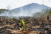 Пожар на банановой плантации