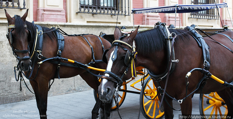 Севилья конная Севилья, Испания