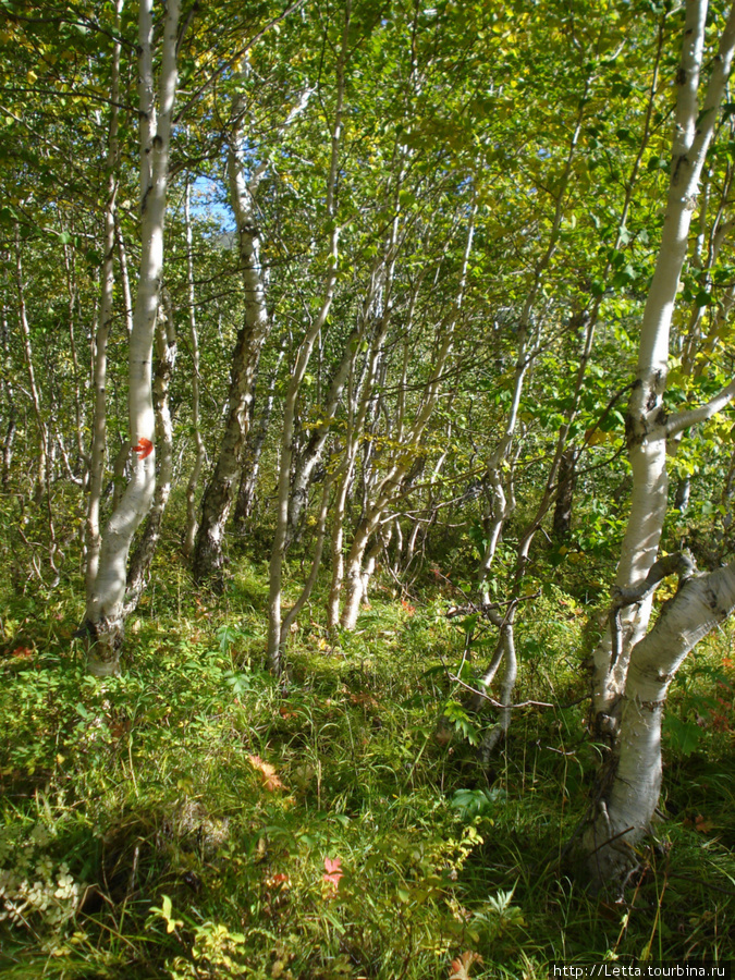 Золотой камчатский лес Камчатский край, Россия