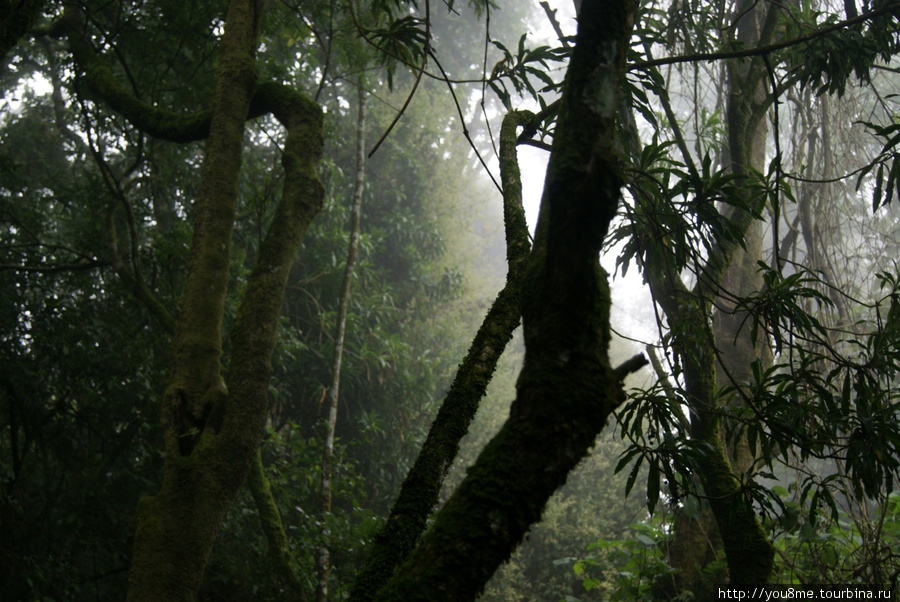 дождевой лес, тут всегда стоит туман Форт-Портал, Уганда