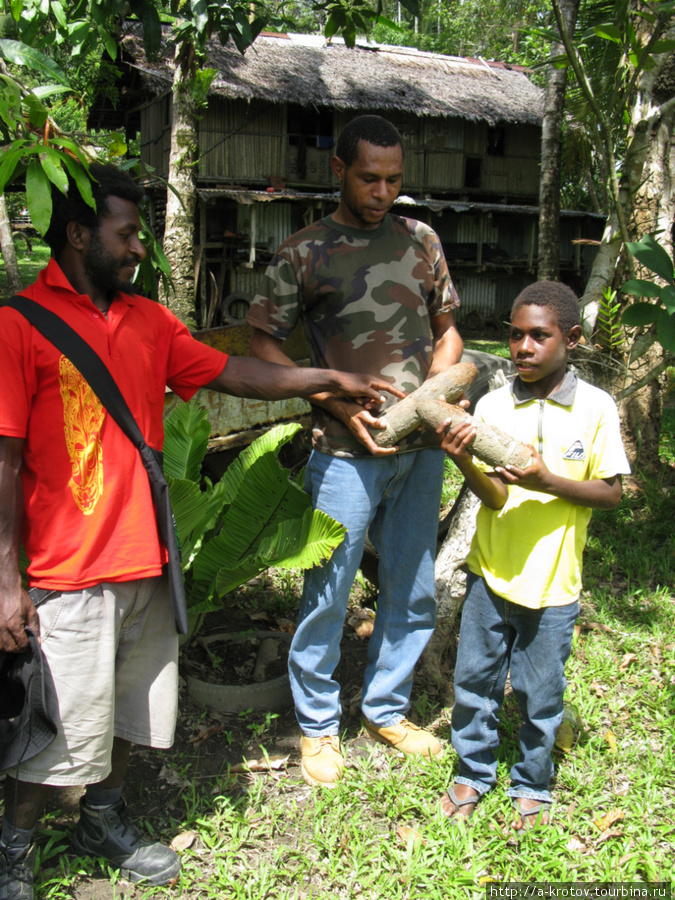 Папуасы в лесу под Веваком демонструют найденные ими в лесу снаряды Второй Мировой Вевак, Папуа-Новая Гвинея