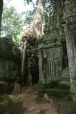 Та-Пром – это храм, расположенный примерно в одном километре к востоку от Ангкор-Тхома. Он был построен при Джаявармане VII в конце XII — начале XIII веков как Махаяна-буддийский монастырь и университет. В отличие от большинства храмов Ангкора Та-Пром остался в таком же состоянии, в каком он был найден: среди деревьев, растущих из-под развалин. Джунгли окружили его и сделали одним из наиболее популярных мест для посещения.