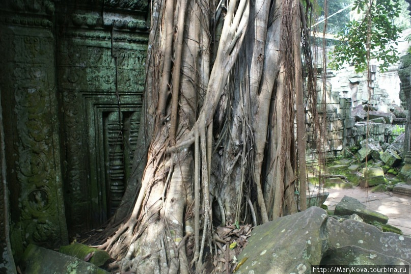 Деревья, растущие из-под развалин, пожалуй, самая отличительная особенность Та Прома. Ангкор (столица государства кхмеров), Камбоджа