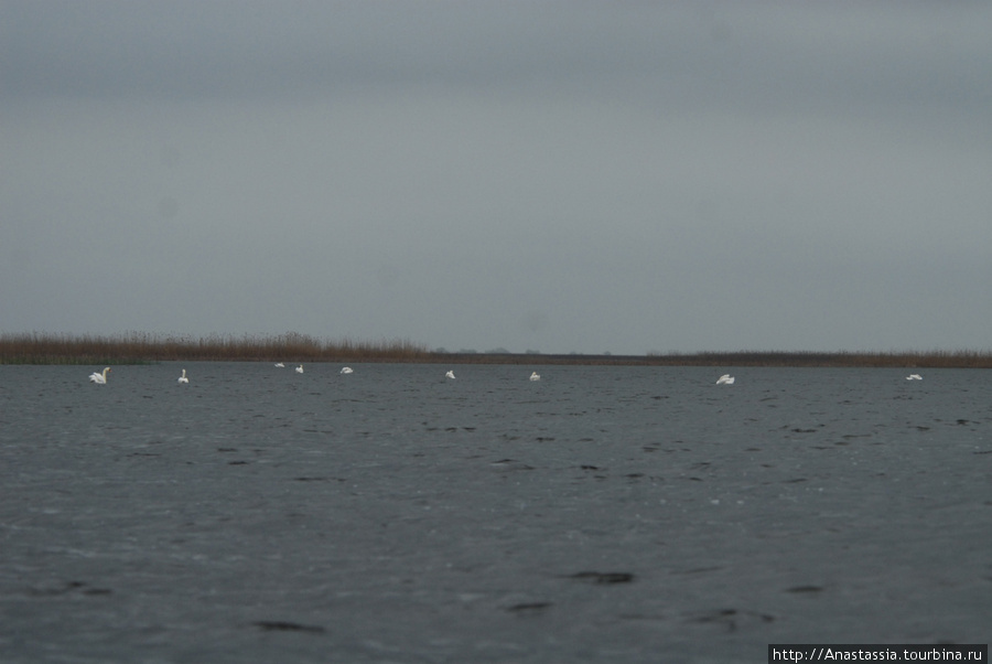 Дикие лебеди Астраханский Биосферный Заповедник в дельте Волги, Россия