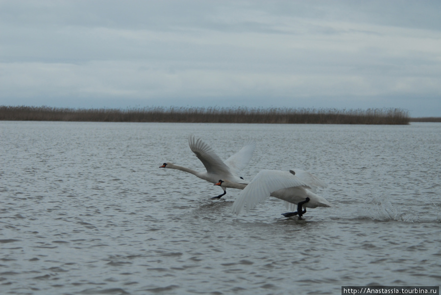 Дикие лебеди Астраханский Биосферный Заповедник в дельте Волги, Россия