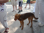 собакам в Помпеях очень нравится