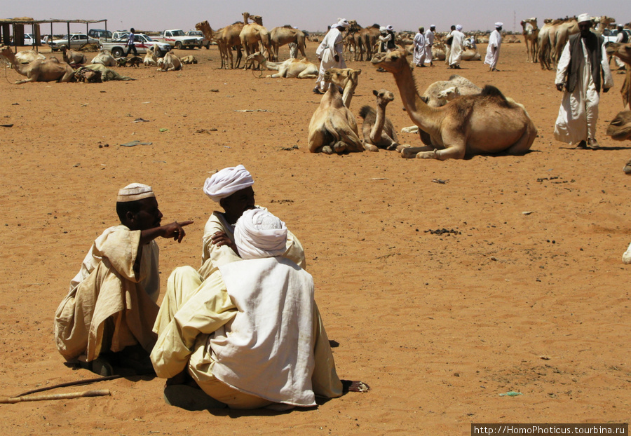 Омдурман, верблюжий рынок Судан