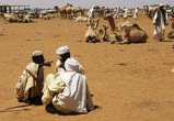 Омдурман, верблюжий рынок