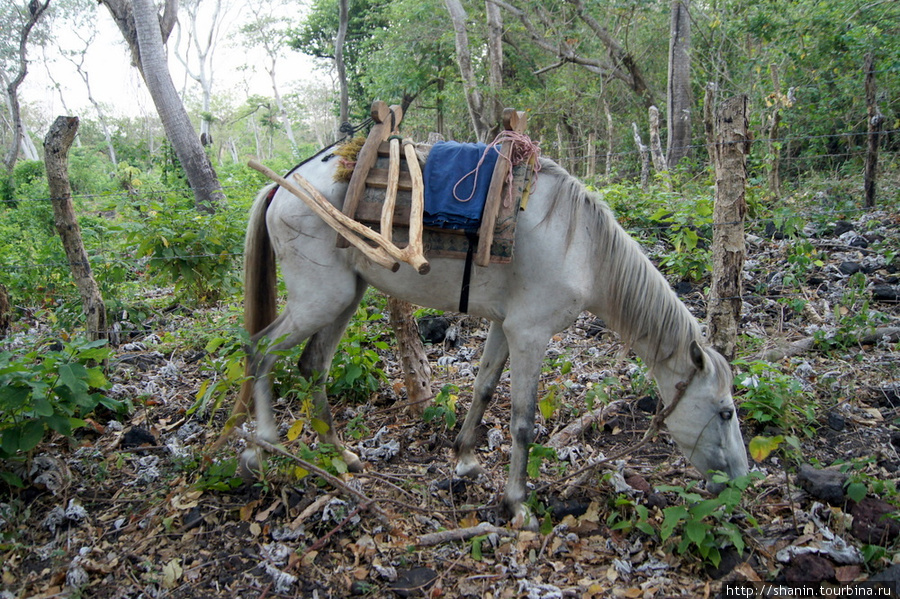 Лошадь пасется в лесу Остров Ометепе, Никарагуа