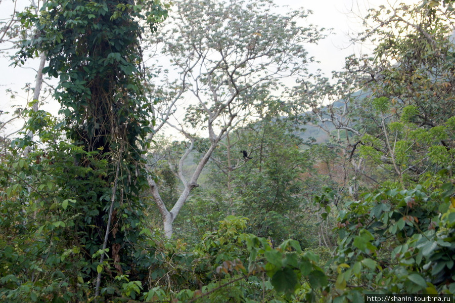 Лес у подножия вулкана Консепсьон Остров Ометепе, Никарагуа