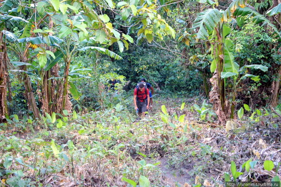 Пешком через банановую плантацию Остров Ометепе, Никарагуа