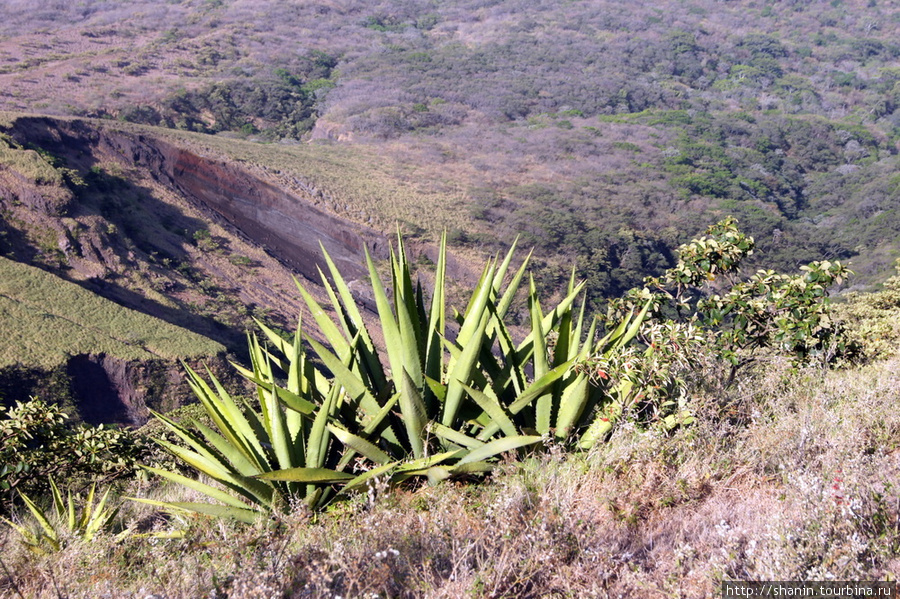Кактус на склоне вулкана Остров Ометепе, Никарагуа