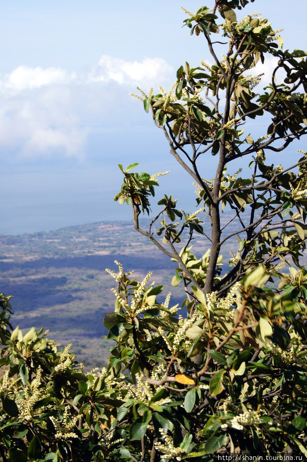 Растительность на склоне Остров Ометепе, Никарагуа