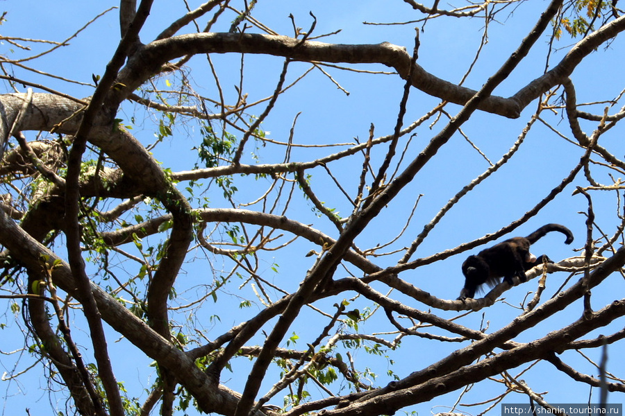 Обезьяна-ревун на ветке дереыва Остров Ометепе, Никарагуа