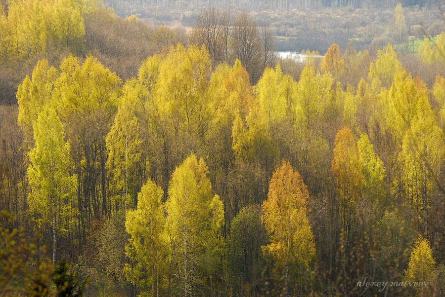 Золотая... весна. Псковская область, Россия